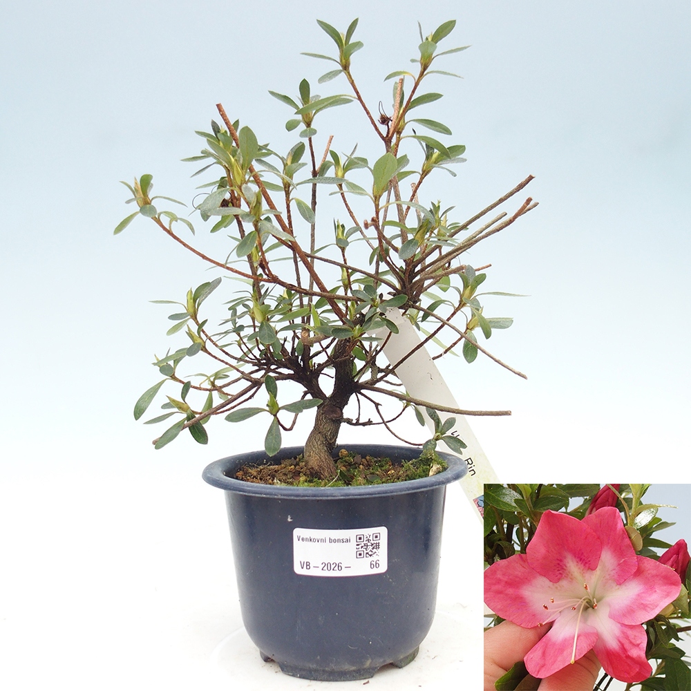Kültéri bonsai - Japán azálea - Azalea Rin