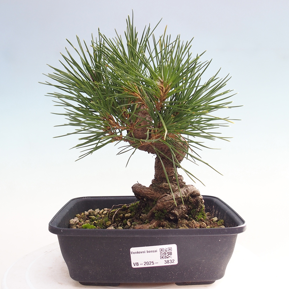 Kültéri bonsai - Pinus thunbergii - Thunberg fenyő