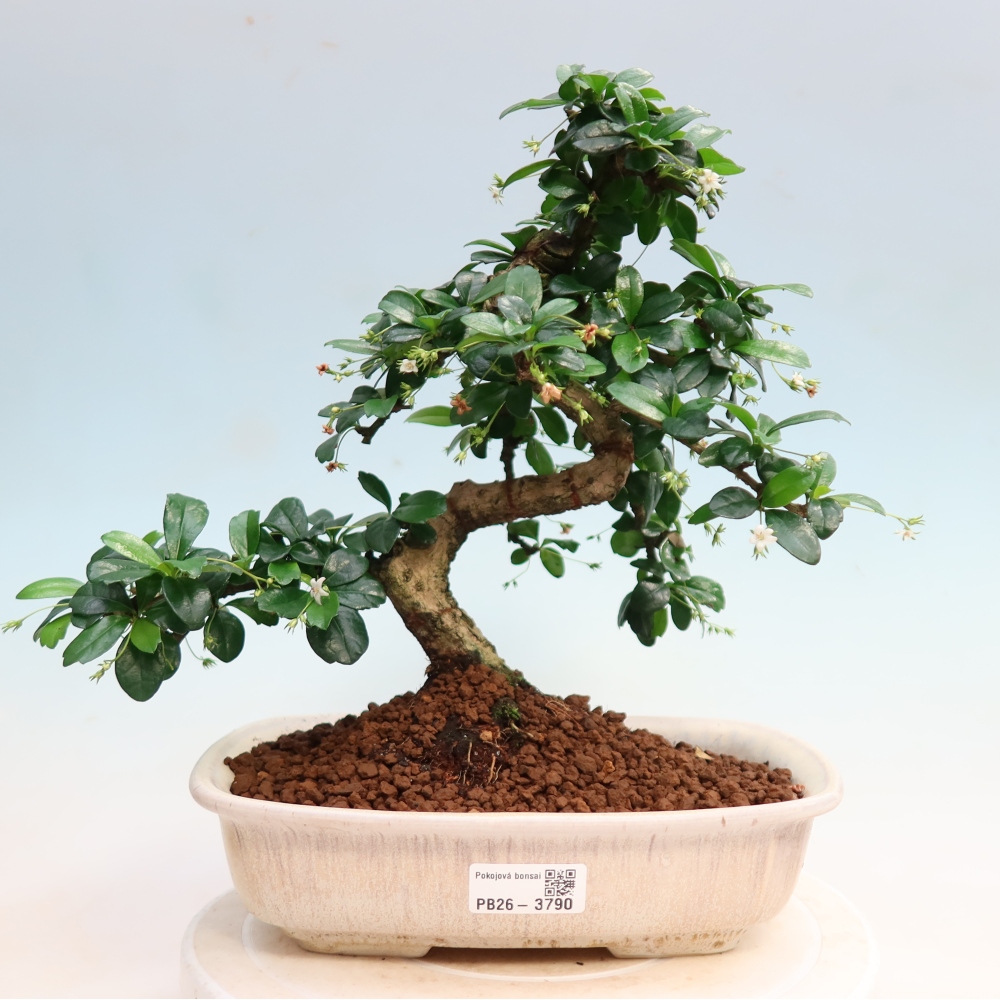 Szobai bonsai - Carmona macrophylla - Tea fuki