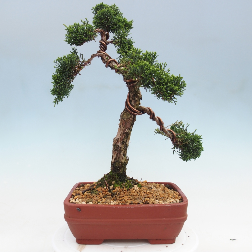Kültéri bonsai - Juniperus chinensis Kishu