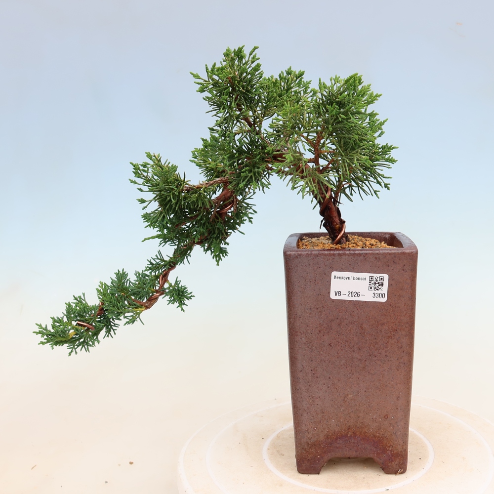 Kültéri bonsai - Juniperus chinensis Kishu