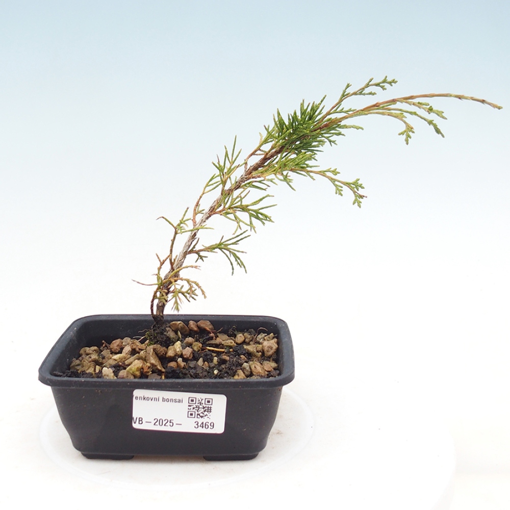 Kültéri bonsai - Juniperus chinensis Itoigawa