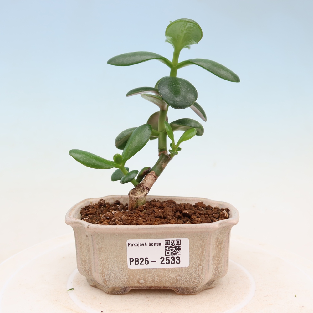 Szoba bonsai - Portulakaria Afra - Tlustice