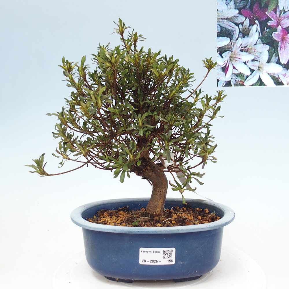 Kültéri bonsai - Japán azálea - Azalea Ryusen