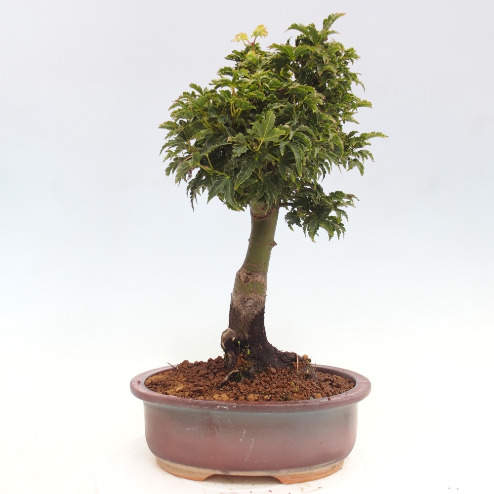Kültéri bonsai -Javor pálma Acer palmatum Shishigashira
