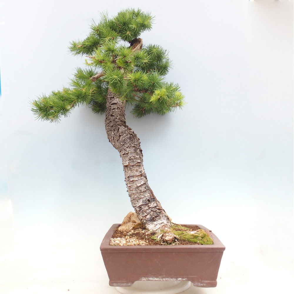 Kültéri bonsai - Larix decidua - vörösfenyő