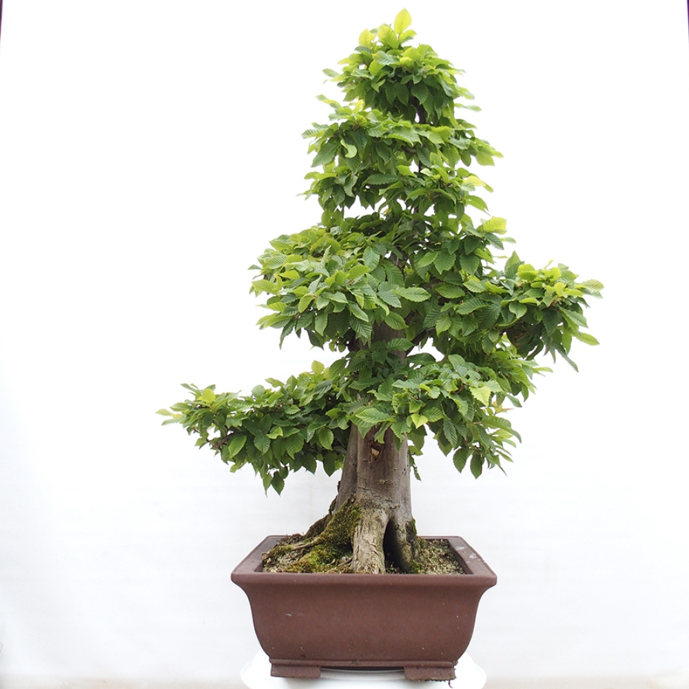 Kültéri bonsai - gyertyán - Carpinus betulus
