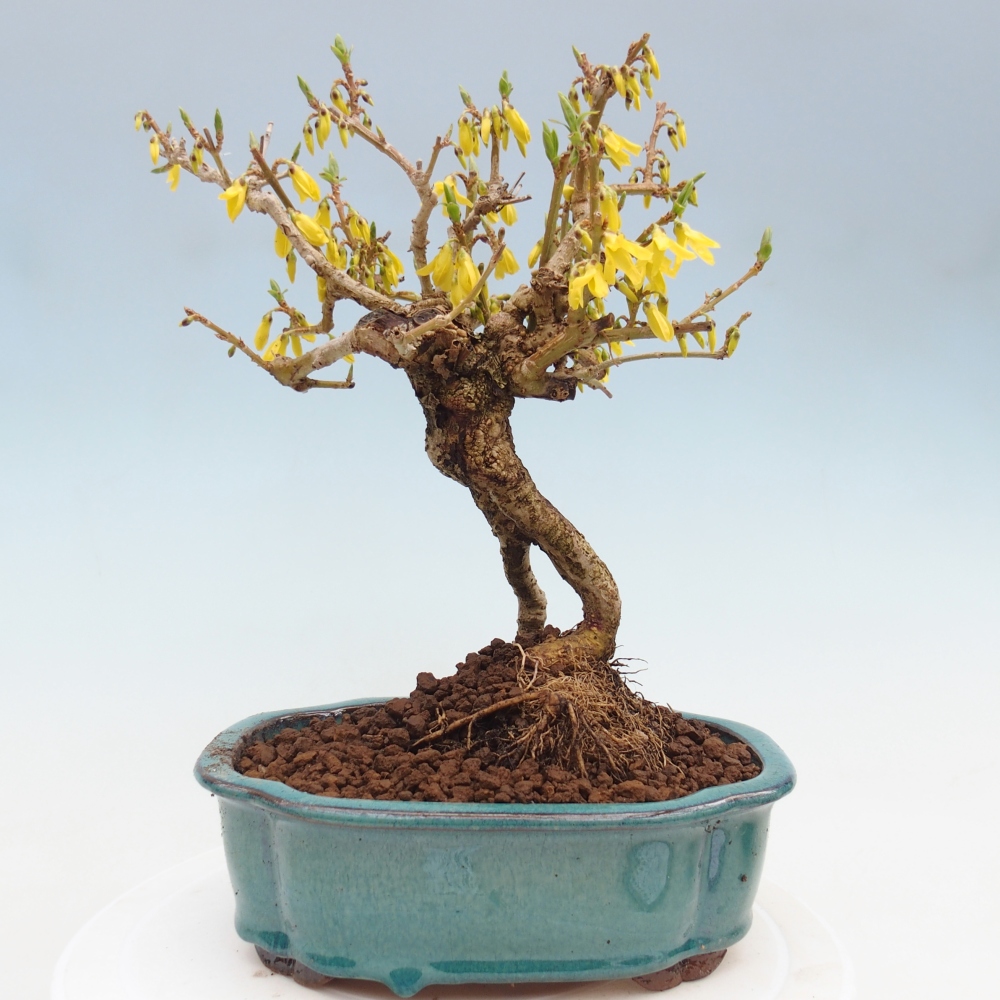 Kültéri bonsai - Zlatice - Forsythia koreana