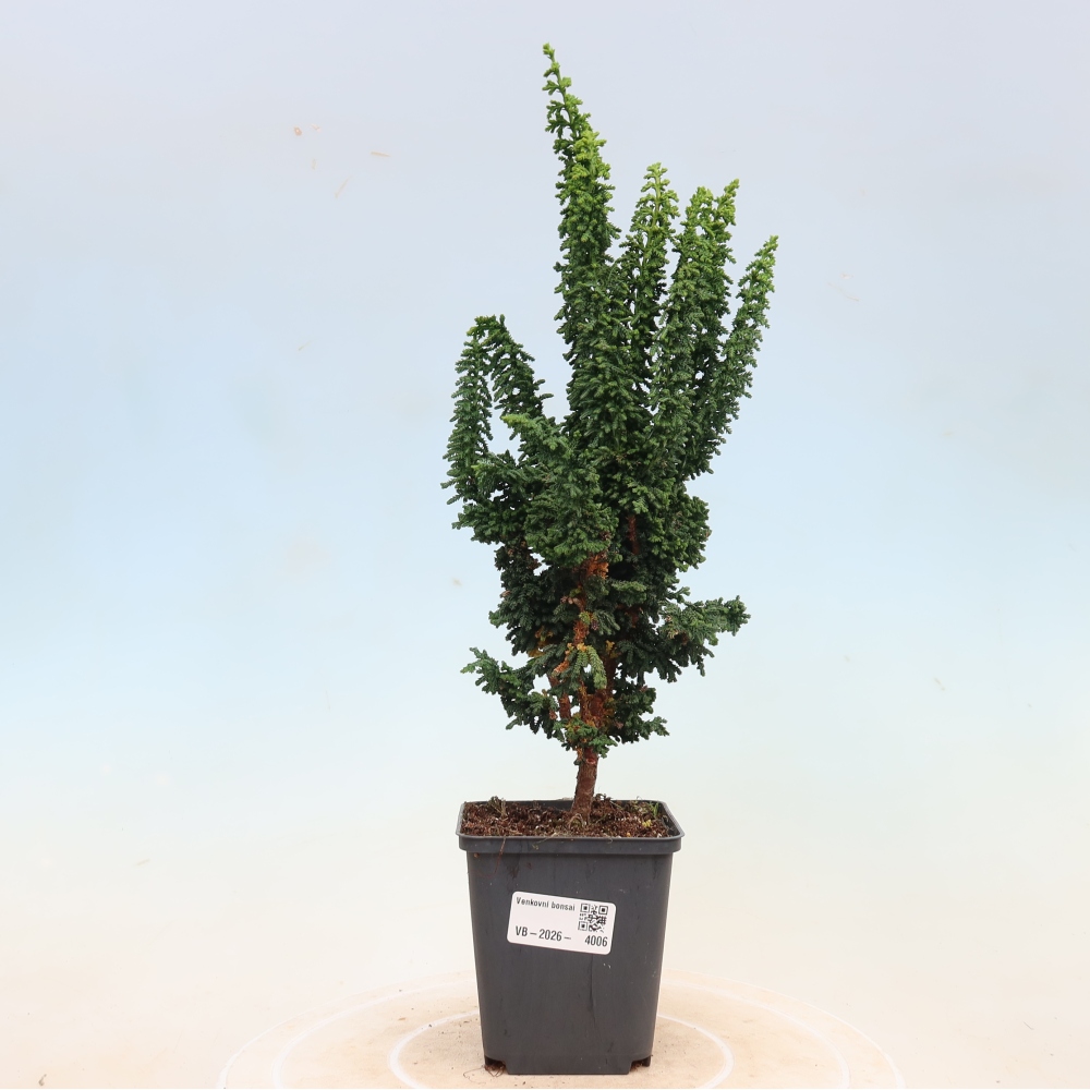 Kültéri bonsai - Cham. obtusa SEKKA HINOKI - Cifra ciprus