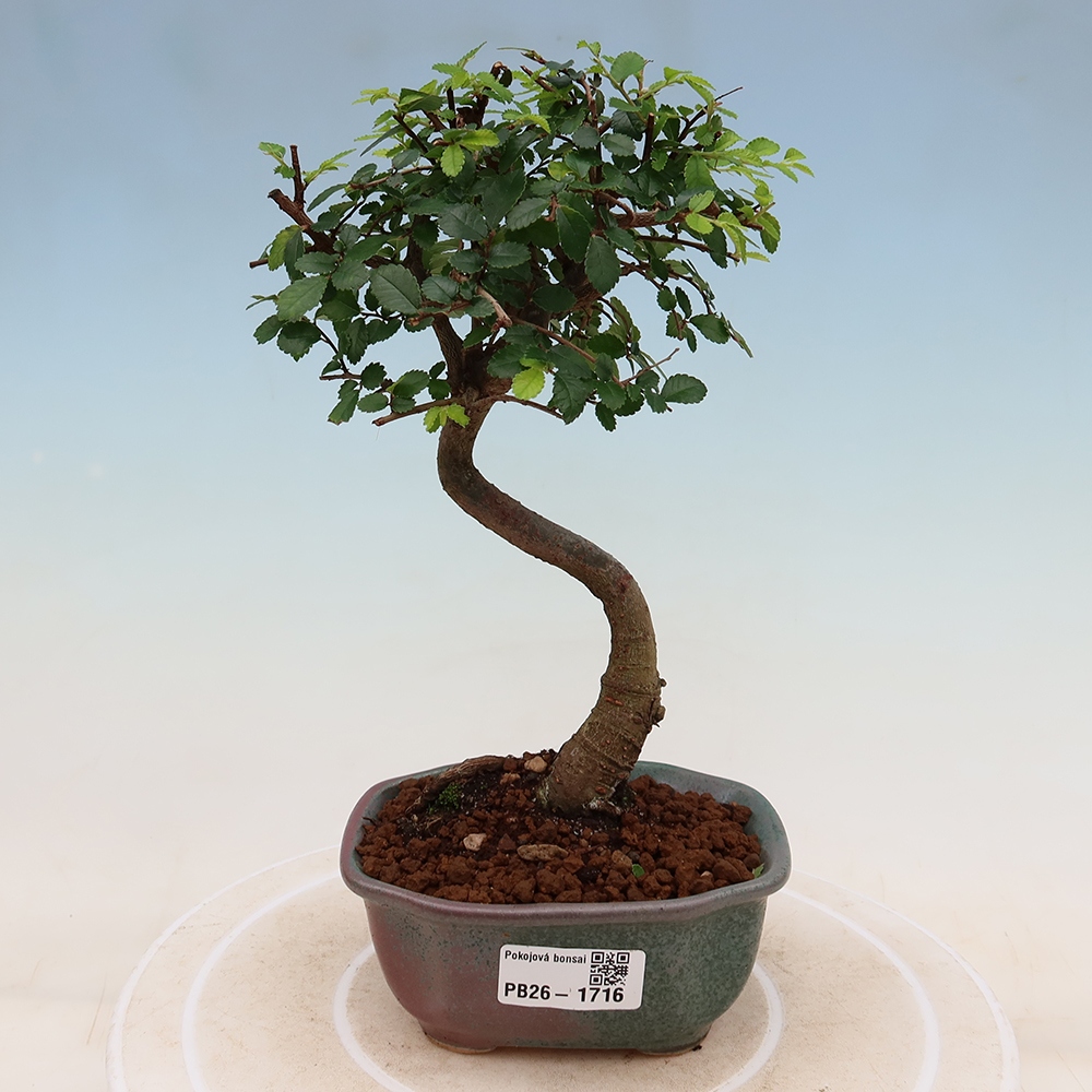 Szobai bonsai - Ulmus parvifolia - Kislevelű szilfa