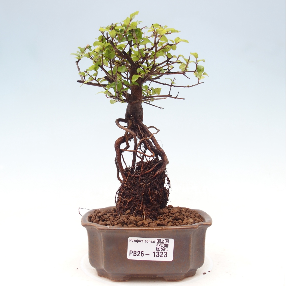 Szobai bonsai - Sageretia thea - Sageretia thea