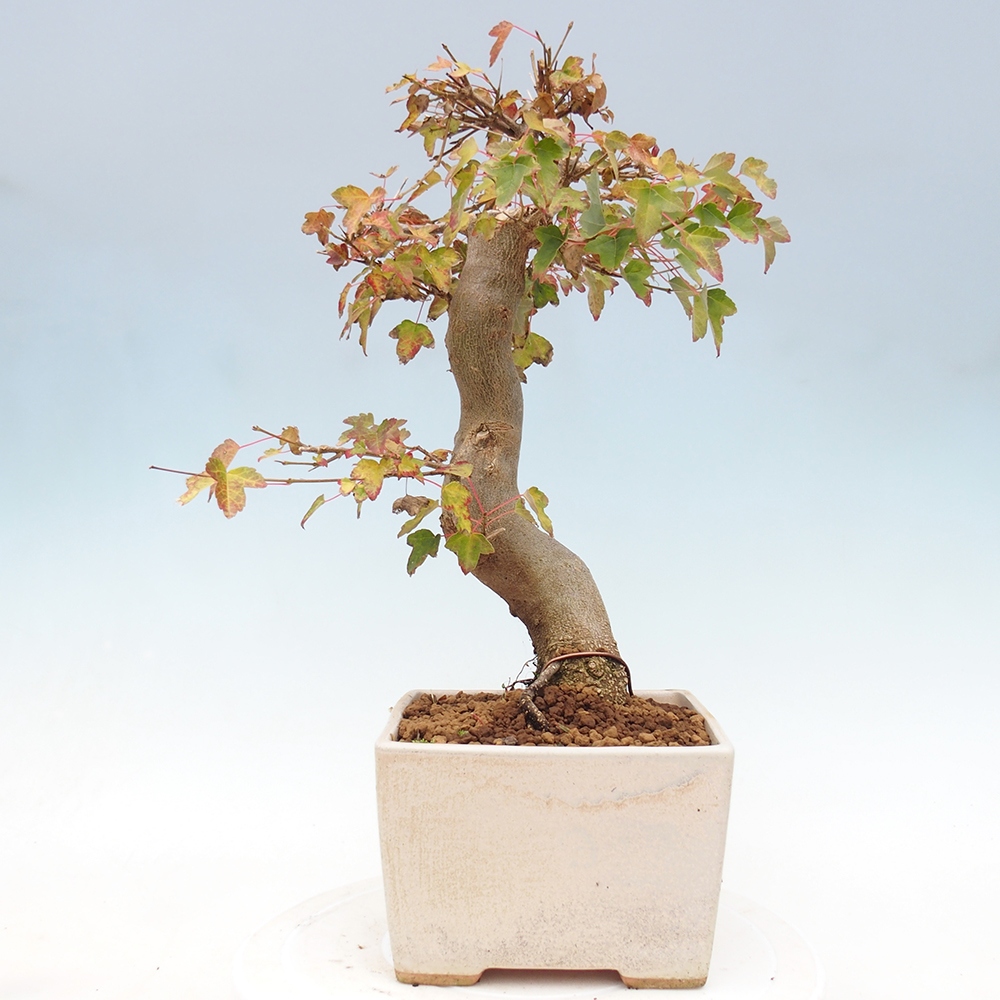 Kültéri bonsai - Acer Buergerianum - Burger juhar