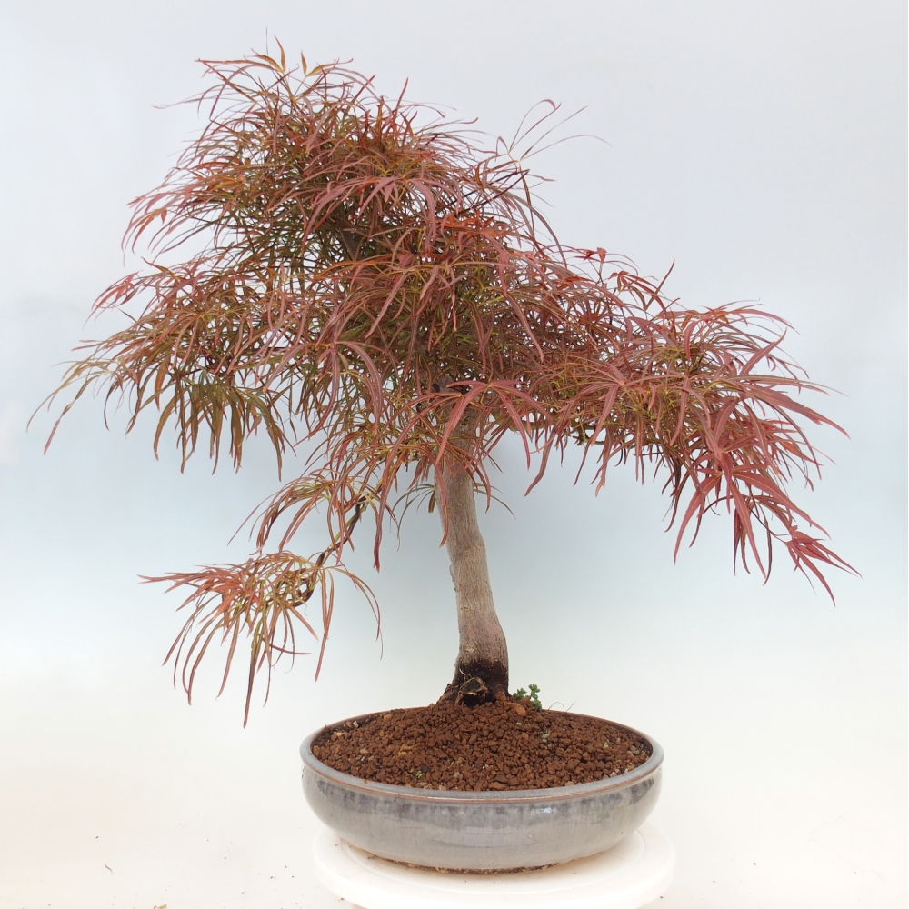 Kültéri bonsai - Acer palmatum RED PYGMY