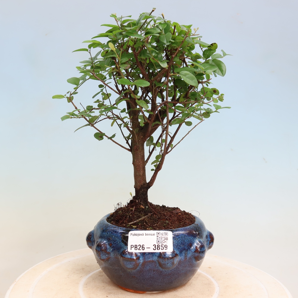 Szobai bonsai - Sageretia thea - Sageretia thea