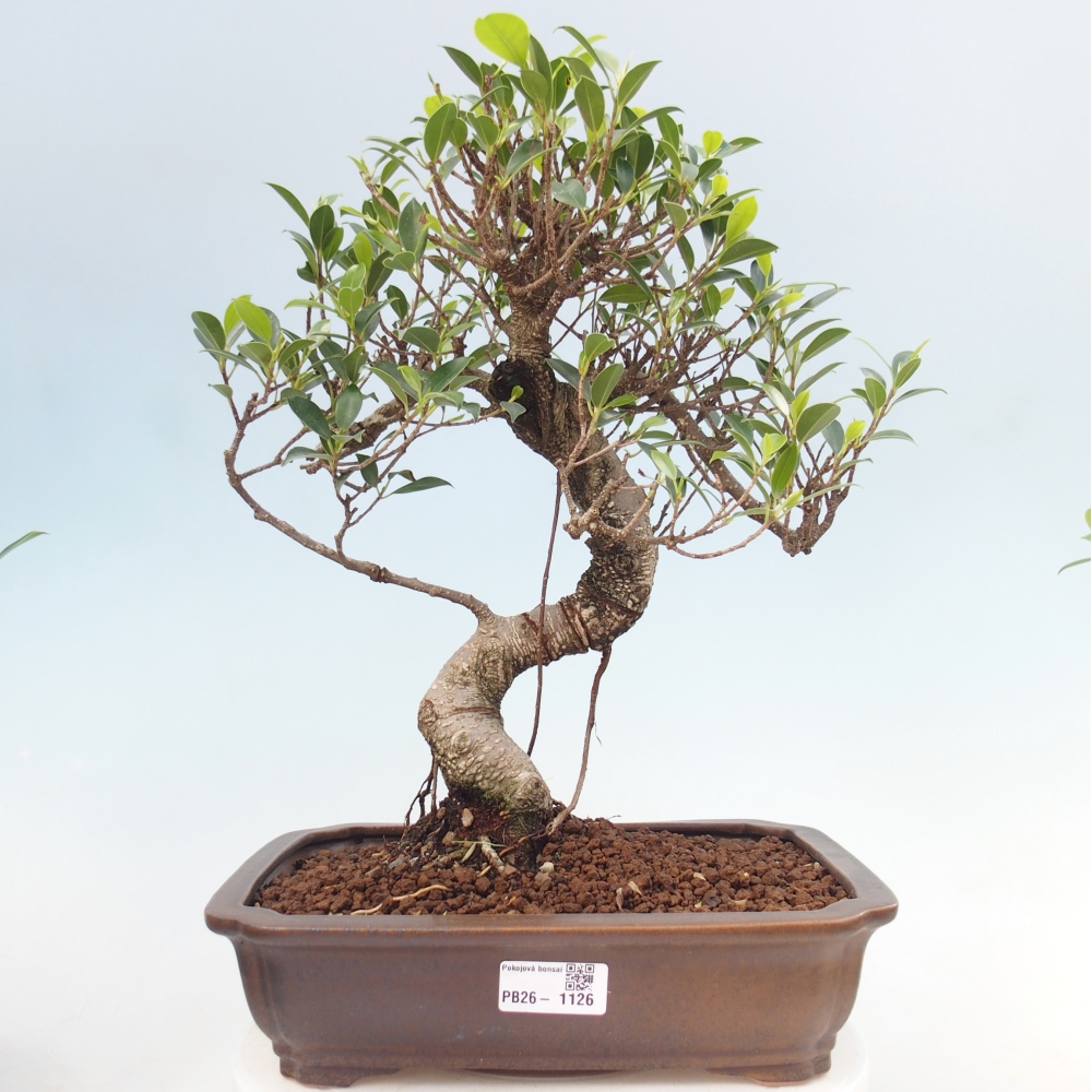 Szobai bonsai - Ficus kimmen - kislevelű fikusz
