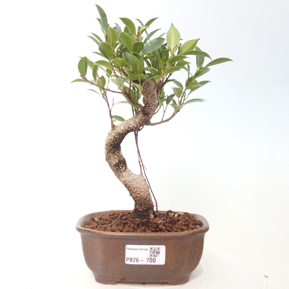 Szobai bonsai - Ficus retusa - kislevelű fikusz