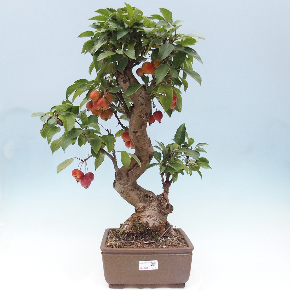 Kültéri bonsai -Malus halliana - Kis gyümölcsű almafa