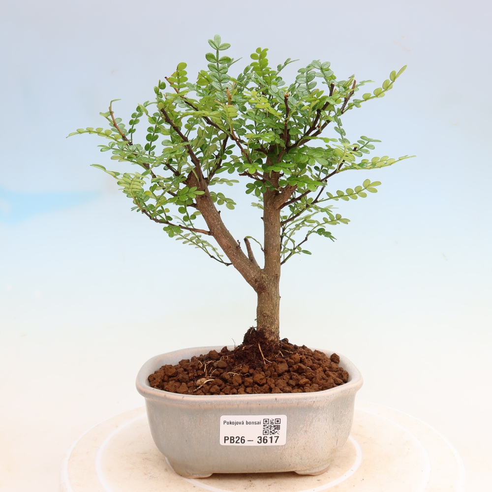 Szobai bonsai - Zantoxylum piperitum - borsfa