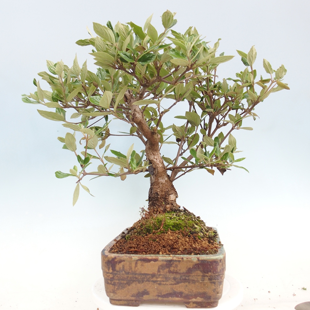 Kültéri bonsai-Kalina Bodnanská - Viburum carlesii hemsi