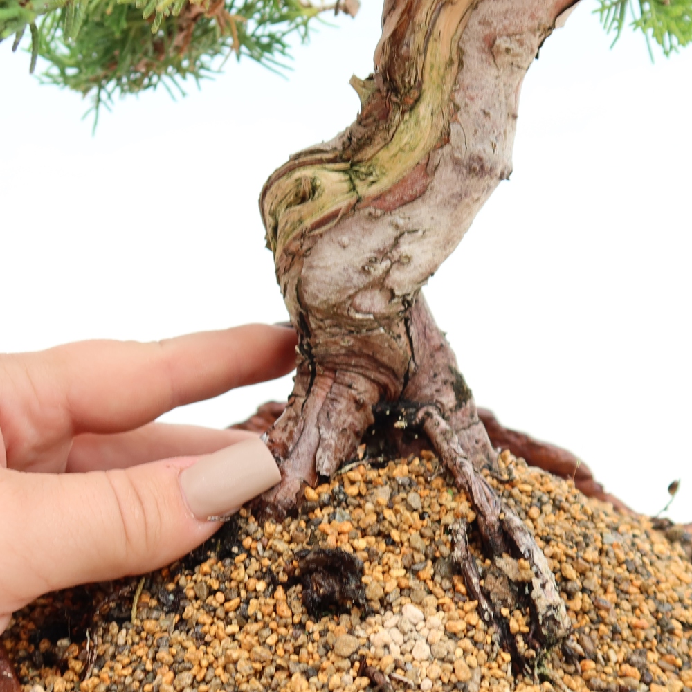 Kültéri bonsai - Juniperus chinensis Itoigawa-Juniperus chinensis