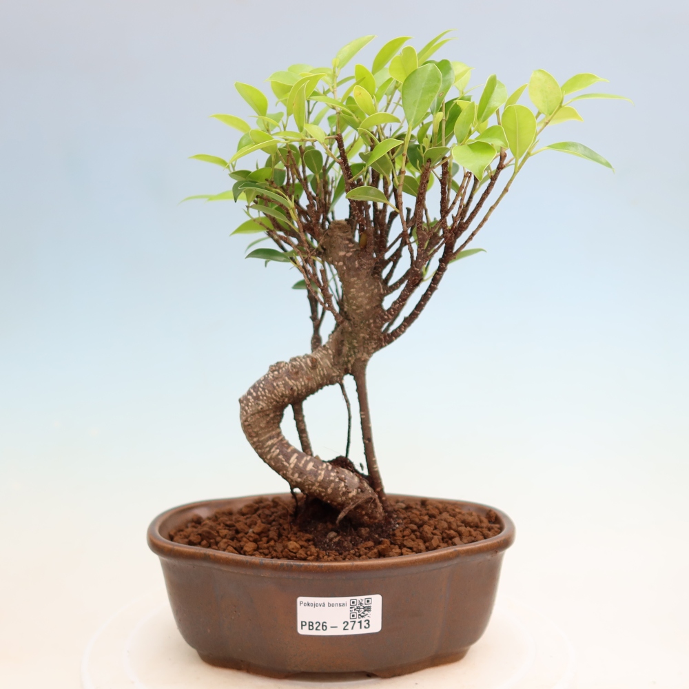 Szobai bonsai - Ficus kimmen - kislevelű fikusz