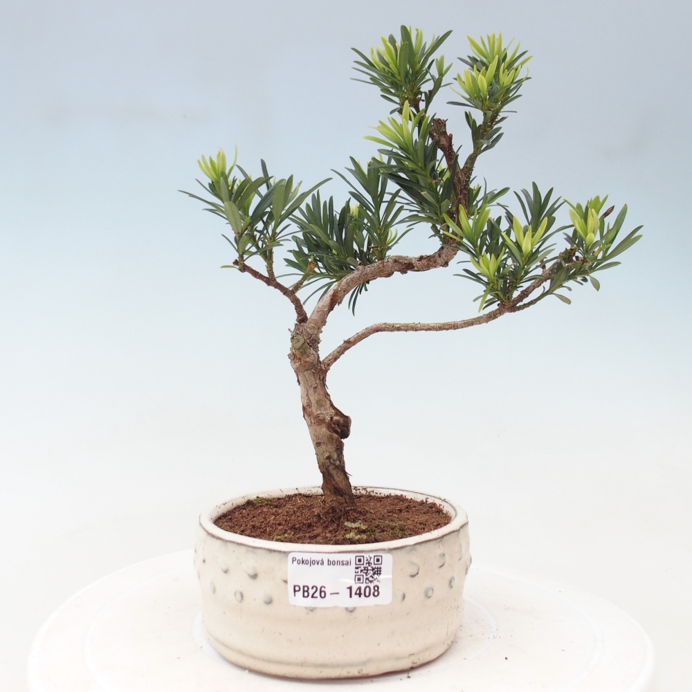 Szobai bonsai - Podocarpus - Kőtiszafa
