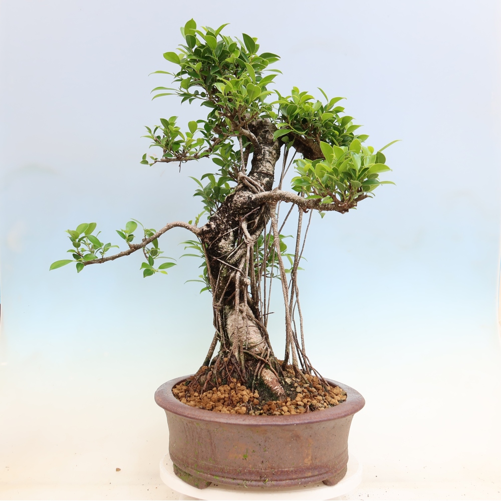 Szobai bonsai - Ficus kimmen - kislevelű fikusz
