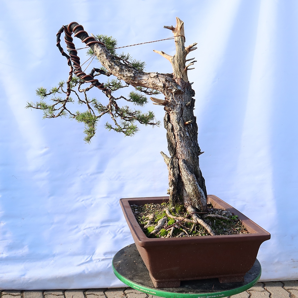 Pinus sylvestris Spanyolország – erdei fenyő