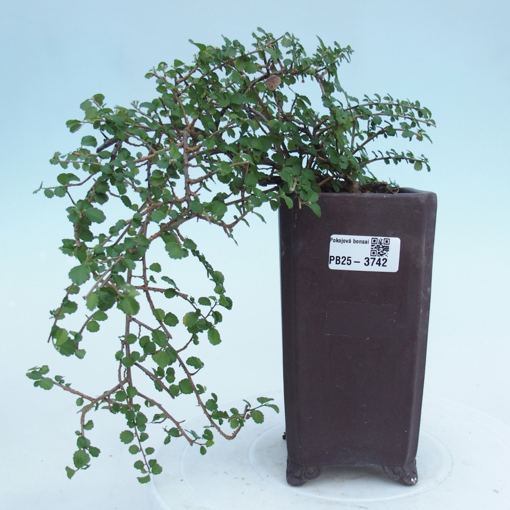 Szobai bonsai - Grewia sp. - Grewia malafolia