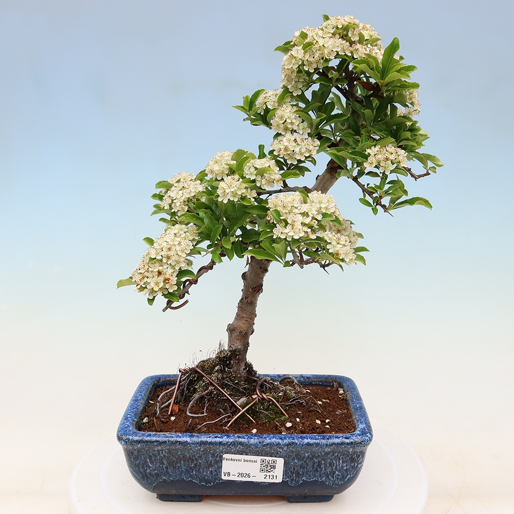 Kültéri bonsai – Pyracantha teton – Vörös tűszem
