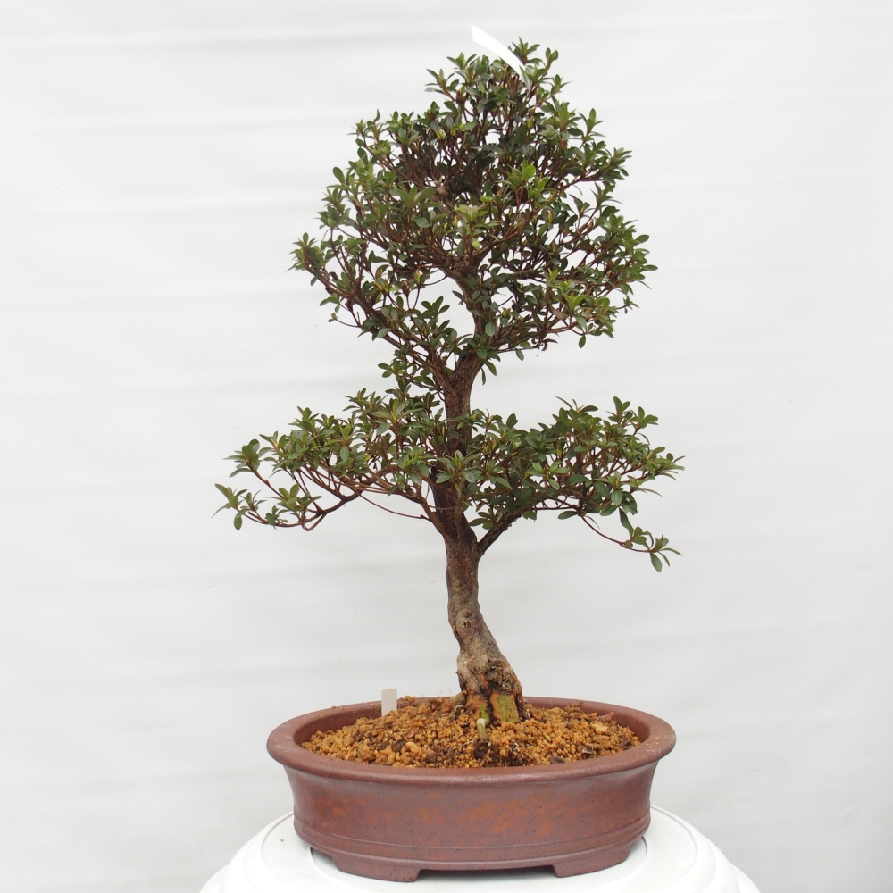 Kültéri bonsai - Japán azálea - Azalea Hanatsuzuri