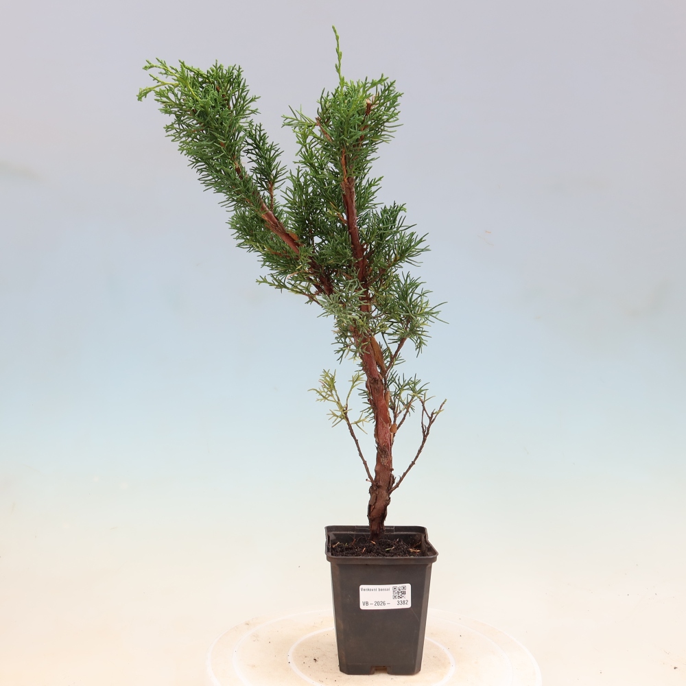 Kültéri bonsai - Juniperus chinensis Kishu