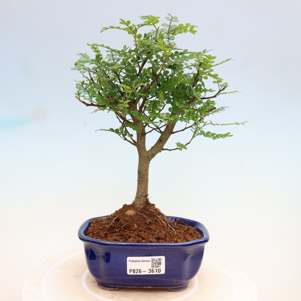 Szobai bonsai - Zantoxylum piperitum - borsfa