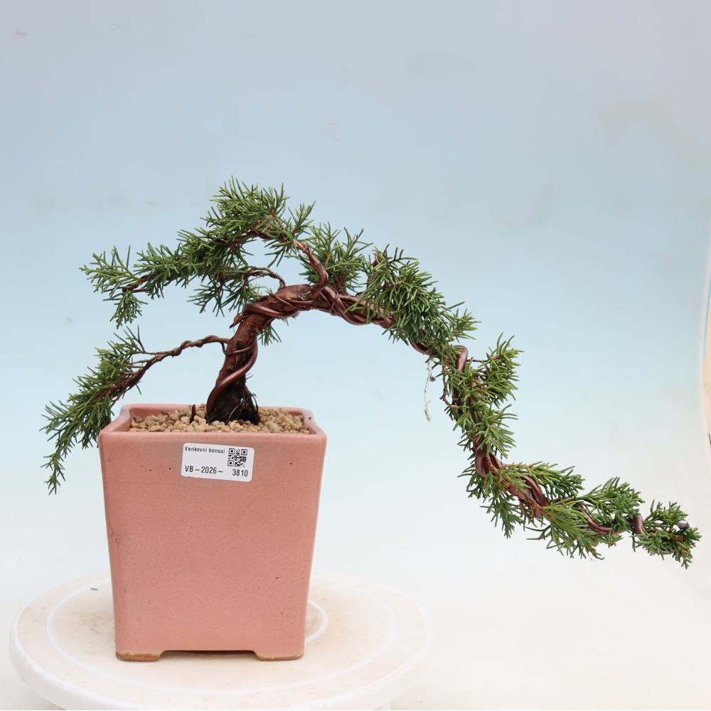 Kültéri bonsai - Juniperus chinensis Kishu