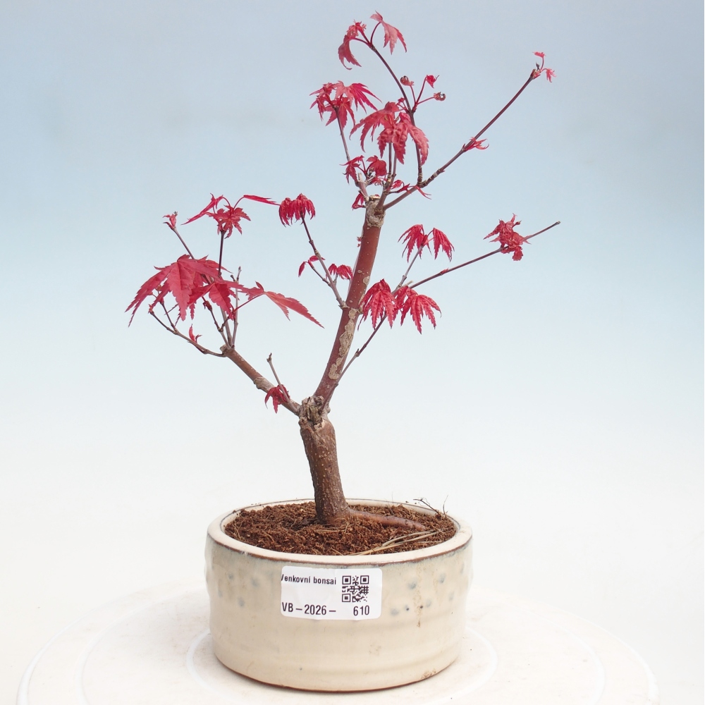 Kültéri bonsai - Acer palmatum DESHOJO