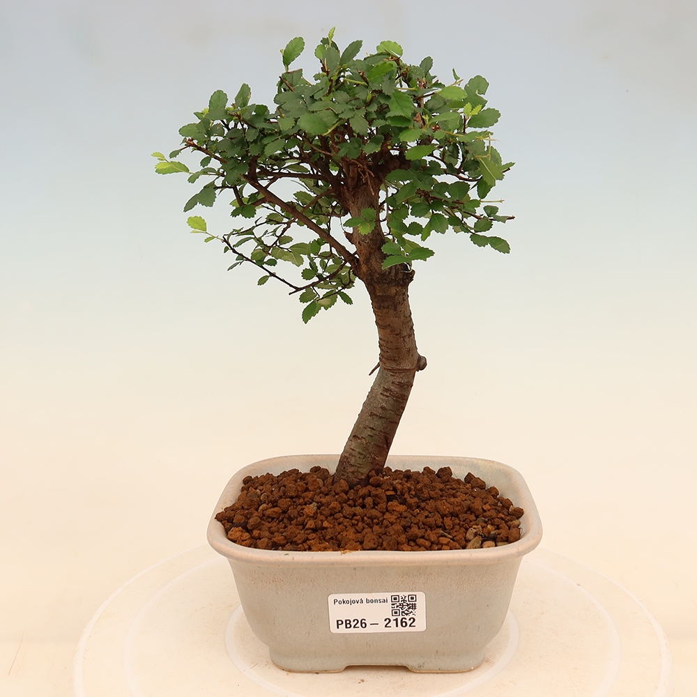 Szobai bonsai - Ulmus parvifolia - Kislevelű szilfa