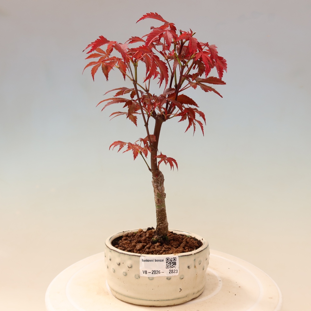 Kültéri bonsai - Acer pálma. Atropurpureum-Javor palmate