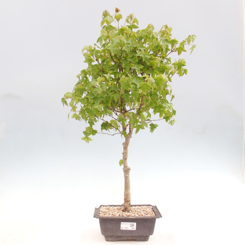 Kültéri bonsai - Acer Buergerianum - Burger juhar
