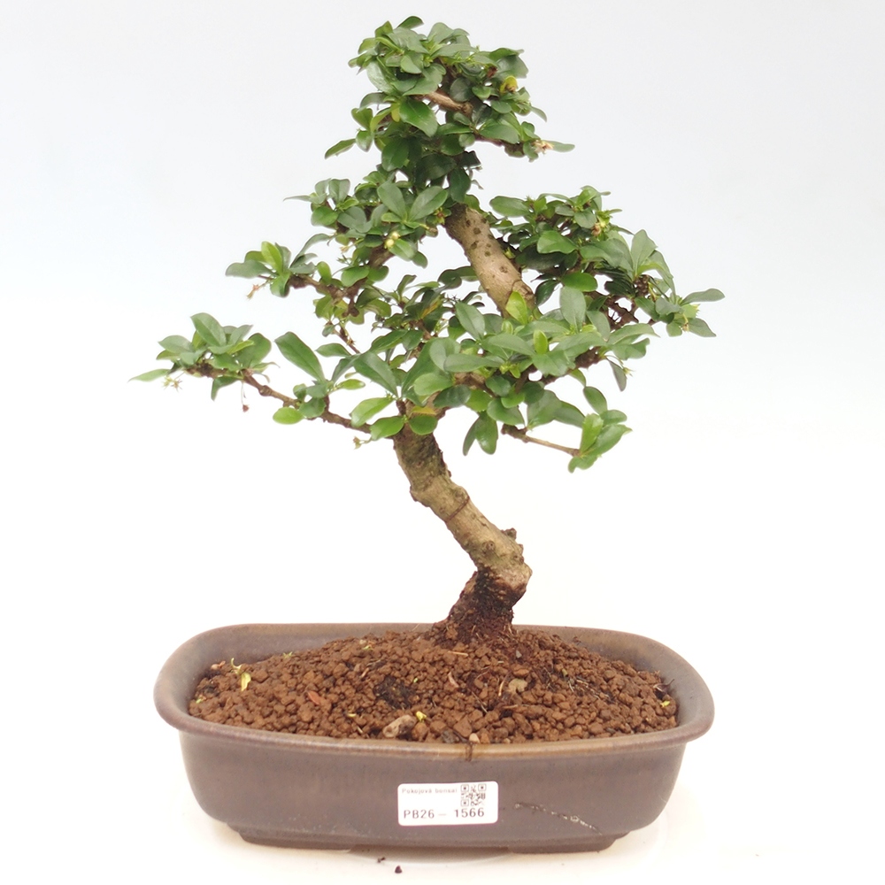 Szobai bonsai - Carmona macrophylla - Tea fuki