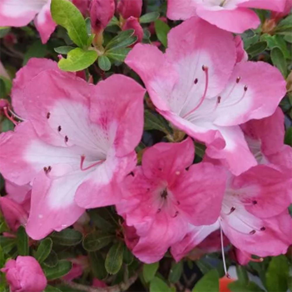 Kültéri bonsai - Japán azálea - Azalea Shunen