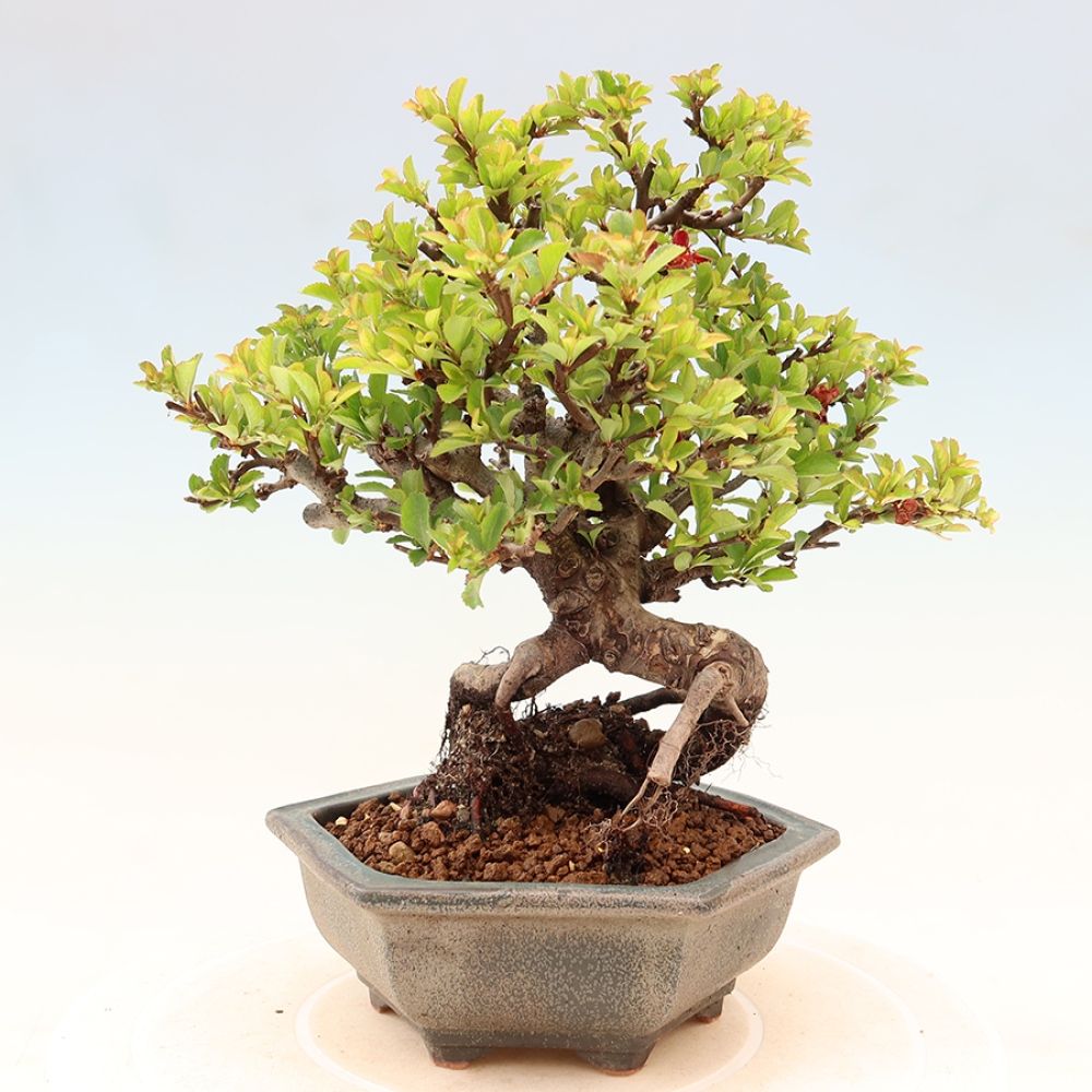 Kültéri bonsai - Chaneomeles speciosa Chojubai