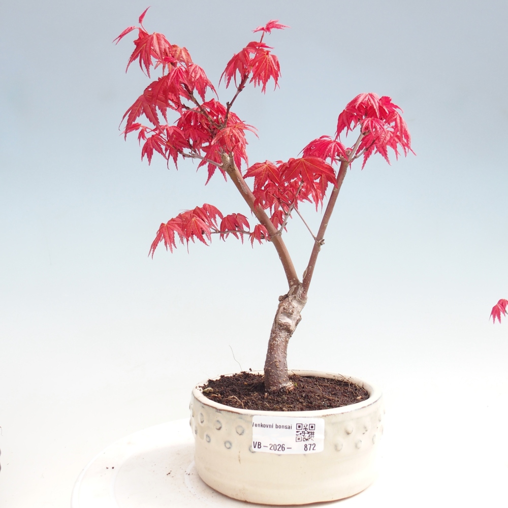 Kültéri bonsai - Acer palmatum DESHOJO