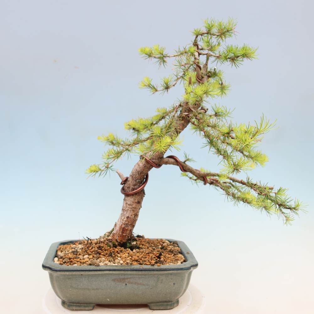 Kültéri bonsai - Larix decidua - vörösfenyő