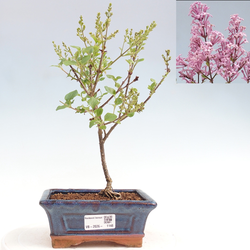 Kültéri bonsai - Syringa Meyeri Palibin - Meyer's Lilac