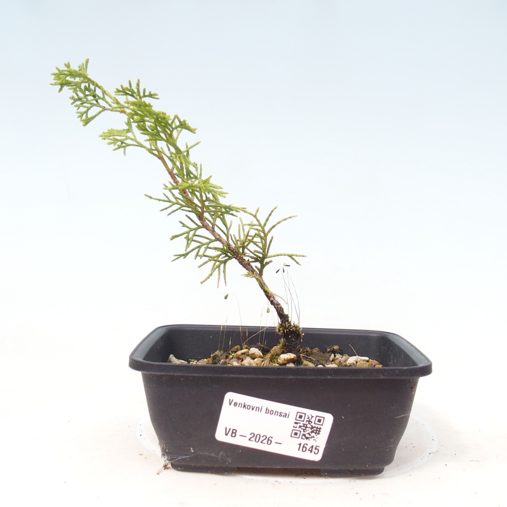 Kültéri bonsai - Juniperus chinensis Itoigawa