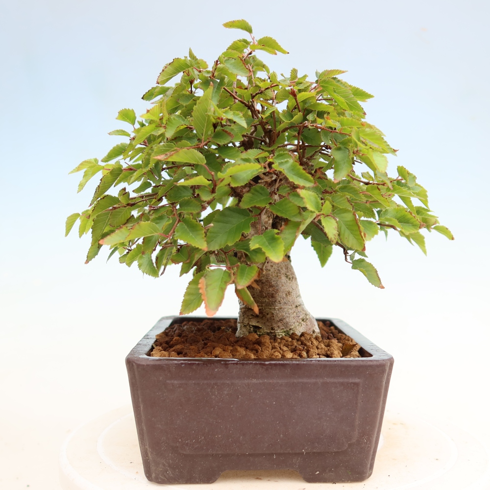 Kültéri bonsai -Carpinus Coreana - Koreai gyertyánfa