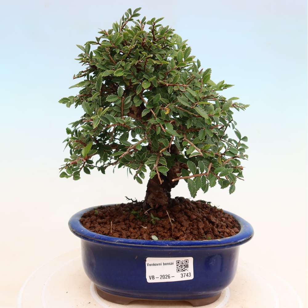 Kültéri bonsai - Zelkova - Zelkova NIRE