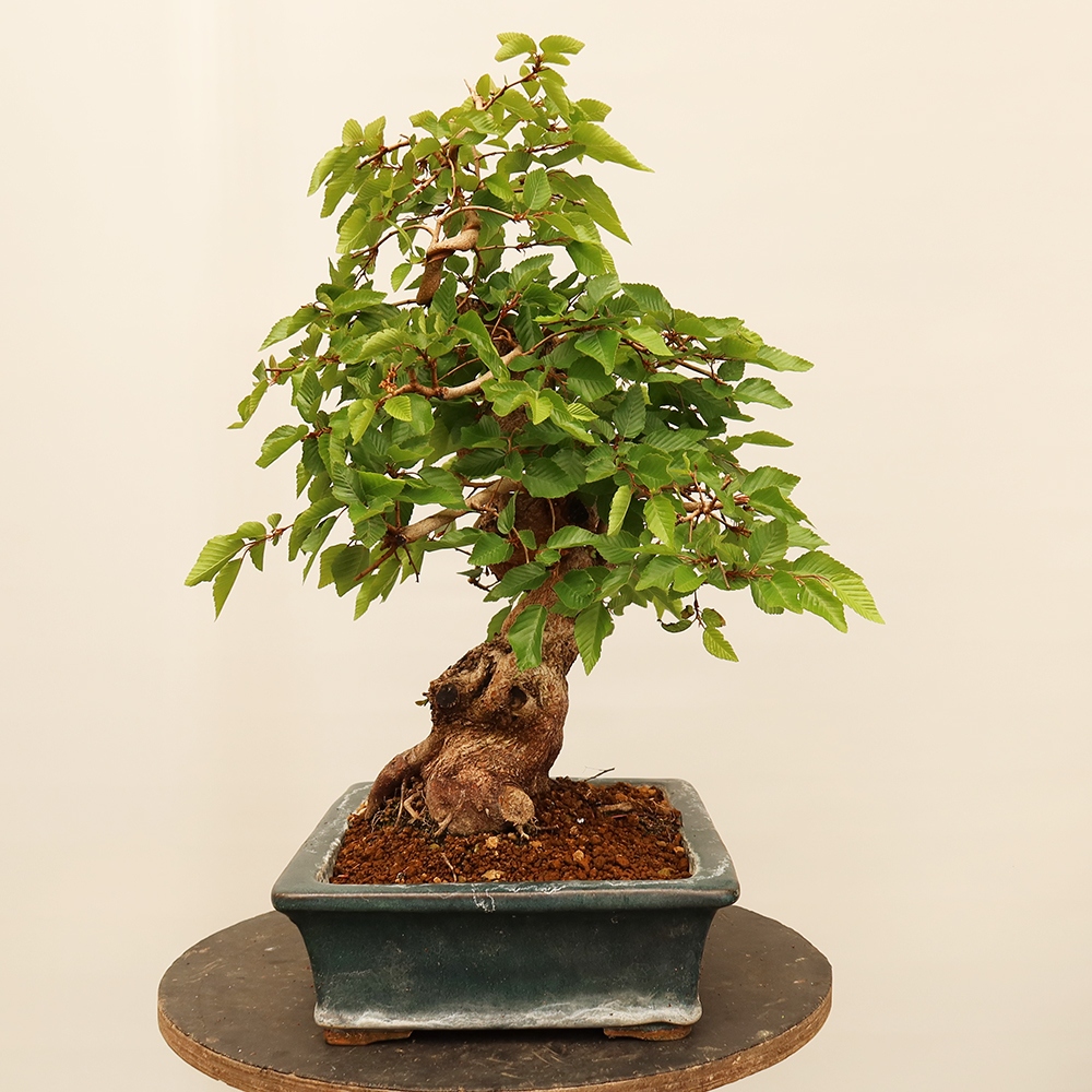 Kültéri bonsai -Carpinus Coreana - Koreai gyertyánfa