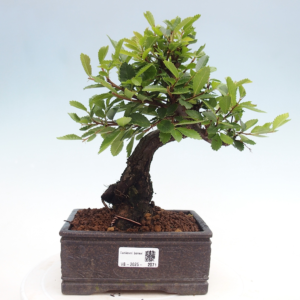 Kültéri bonsai - Zelkova - Zelkova NIRE