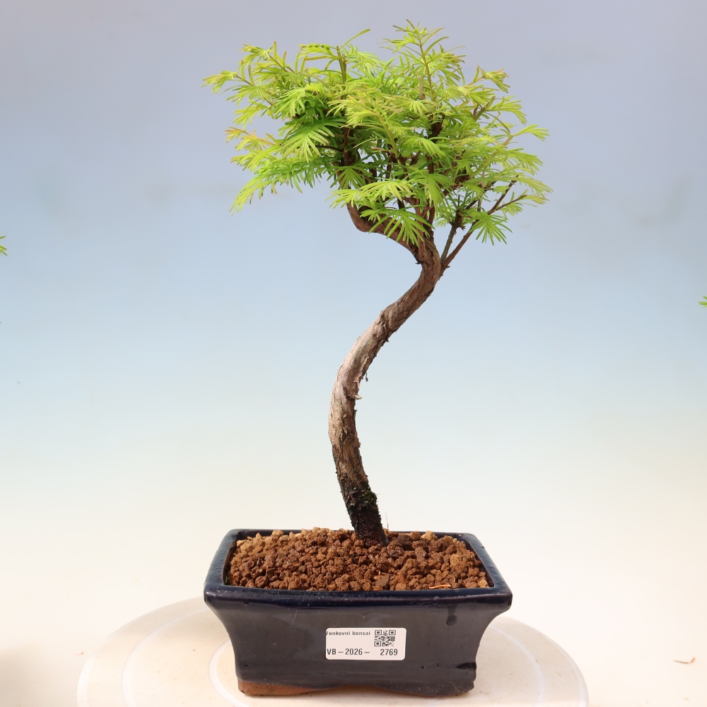 Kültéri bonsai - Metasequoia glyptostroboides - Kínai metasequoia